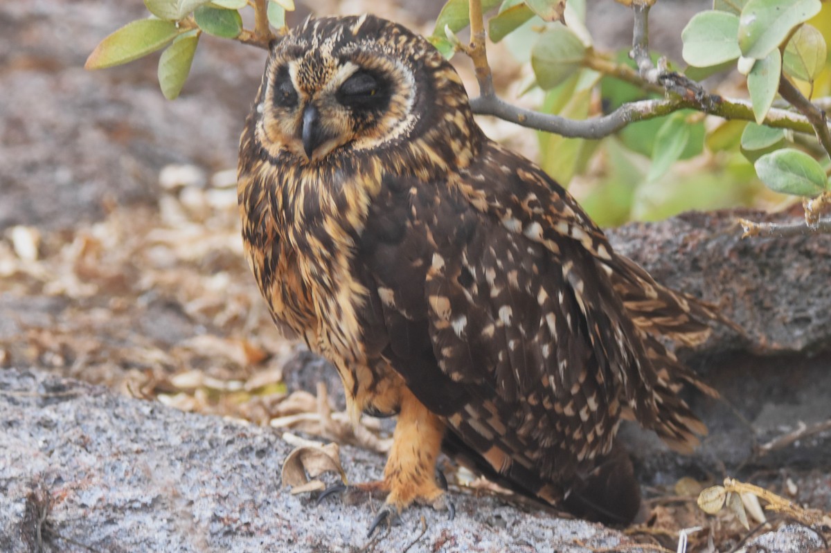 Short-eared Owl (Galapagos) - ML620938836