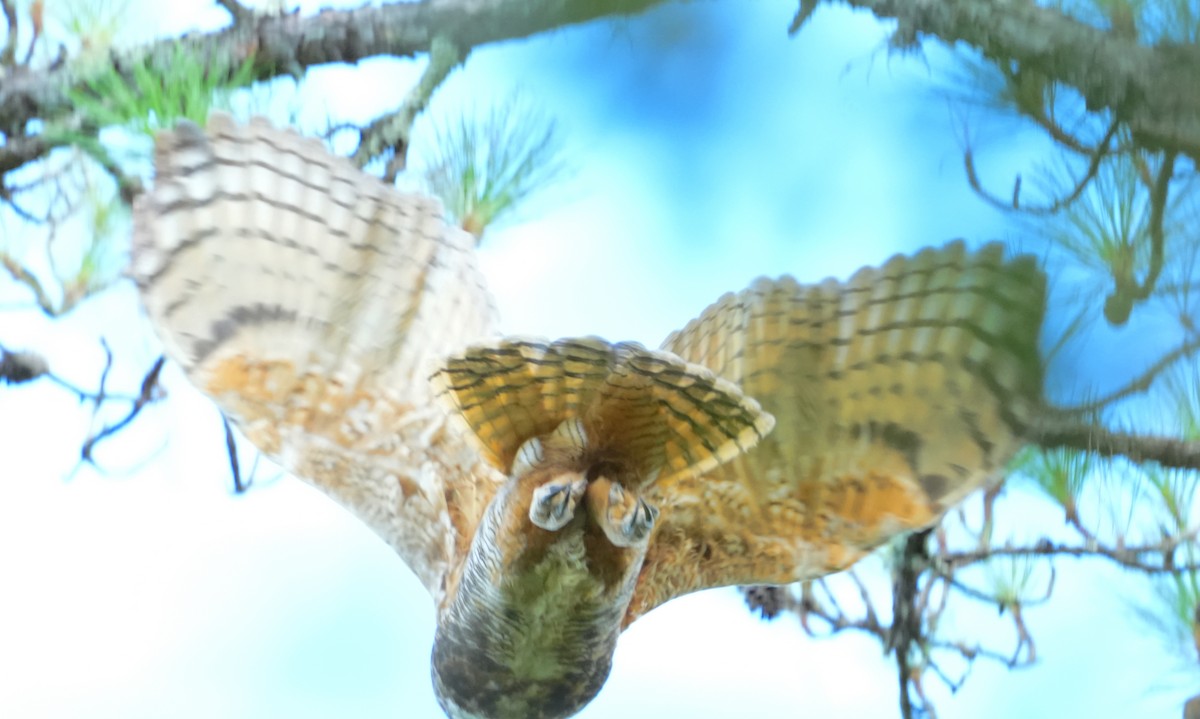 Great Horned Owl - ML620938860