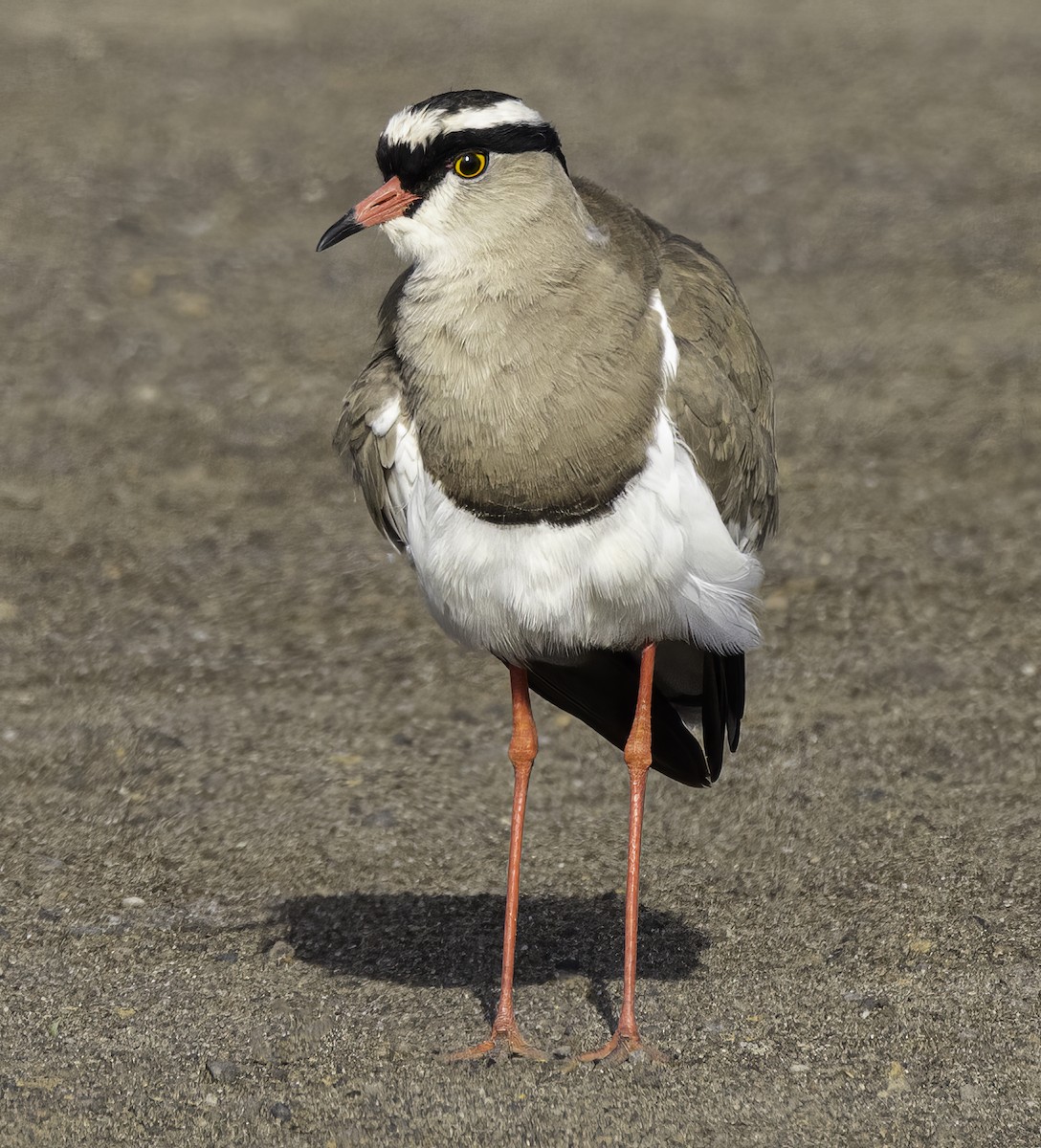 Crowned Lapwing - ML620938861