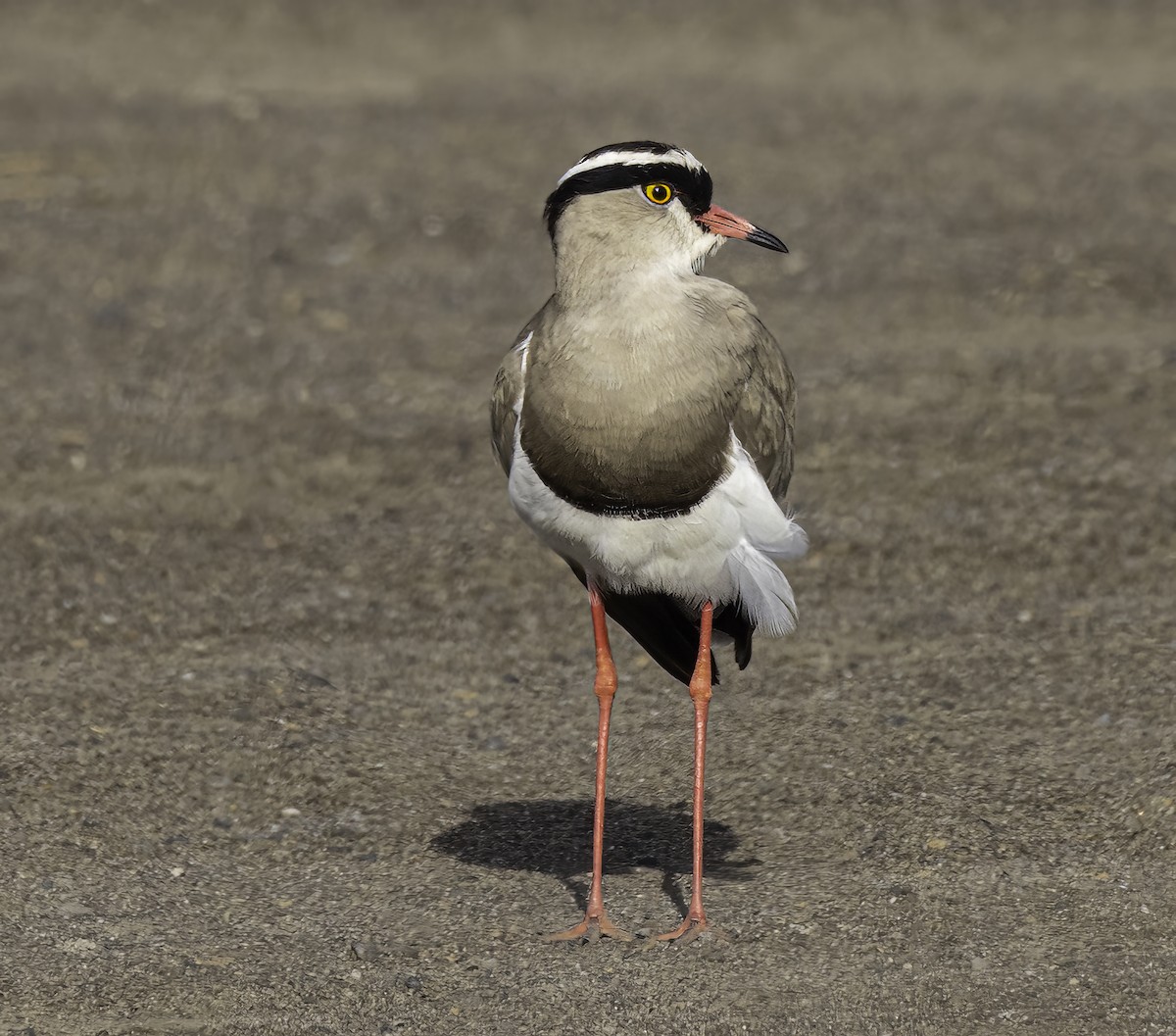 Crowned Lapwing - ML620938869