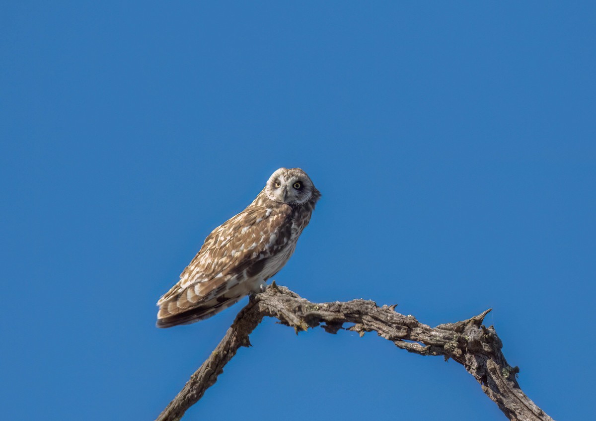 Short-eared Owl - ML620938870