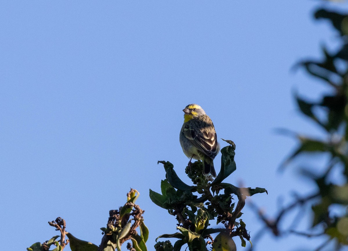 Yellow-fronted Canary - ML620938876