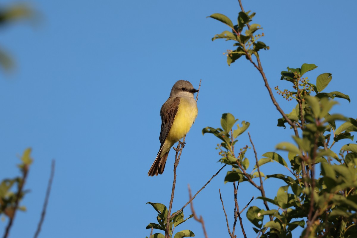 Western Kingbird - ML620938878