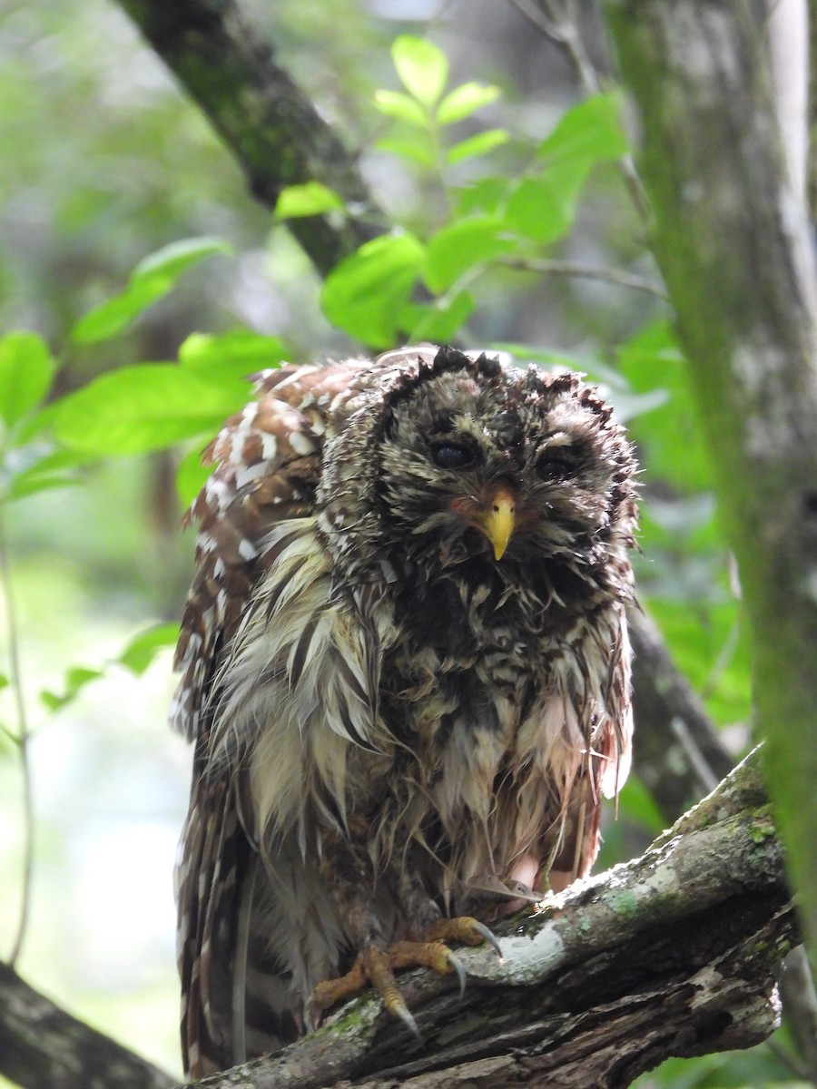 Barred Owl - ML620938881