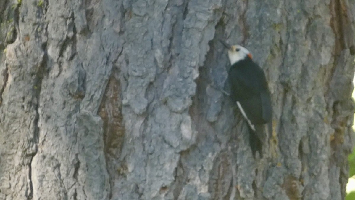 White-headed Woodpecker - ML620938892
