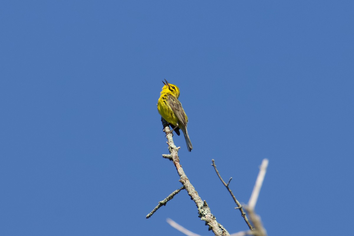 チャスジアメリカムシクイ - ML620938896