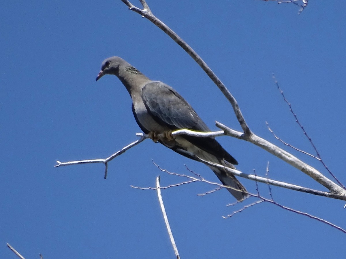Band-tailed Pigeon - ML620938905