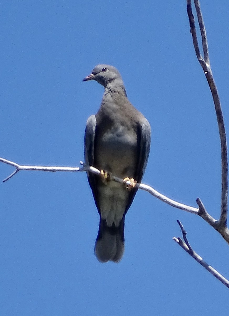 Band-tailed Pigeon - Alan de Queiroz