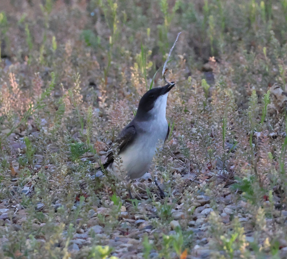 Eastern Kingbird - ML620938908