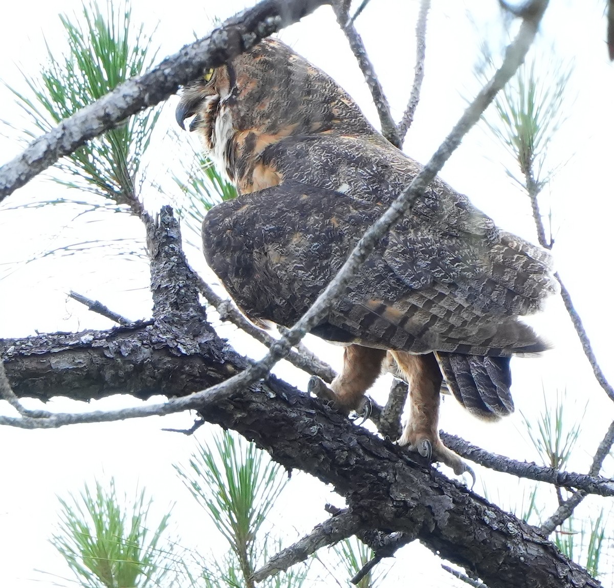 Great Horned Owl - ML620938927