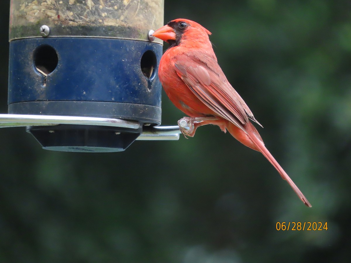 Cardinal rouge - ML620938932