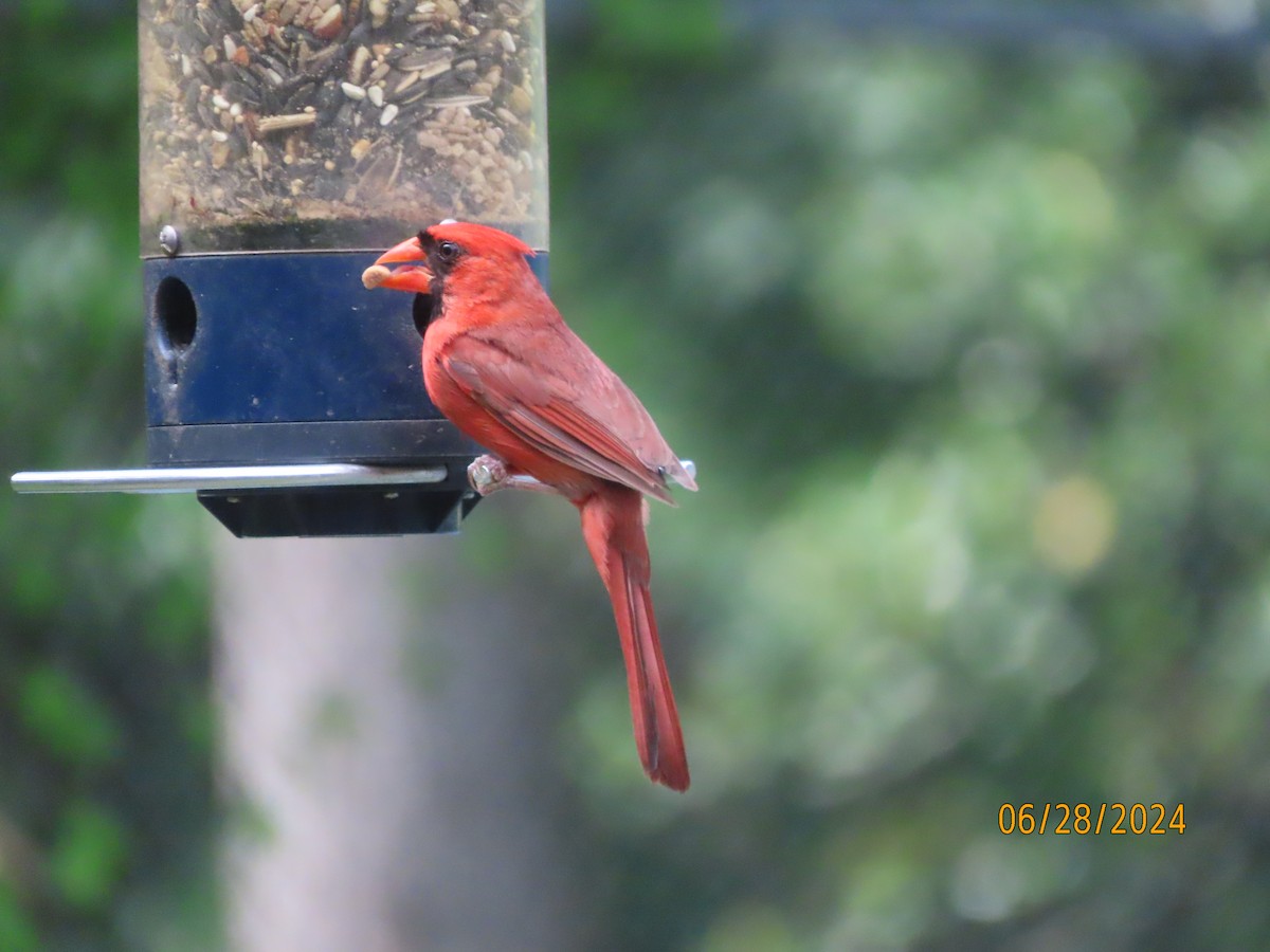 Cardinal rouge - ML620938934