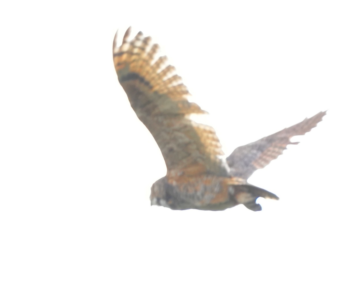 Great Horned Owl - ML620938942
