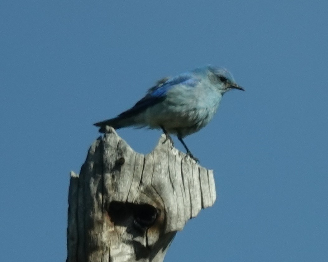 Mountain Bluebird - ML620938944