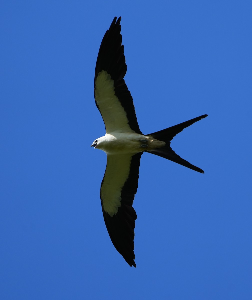 Swallow-tailed Kite - ML620938946