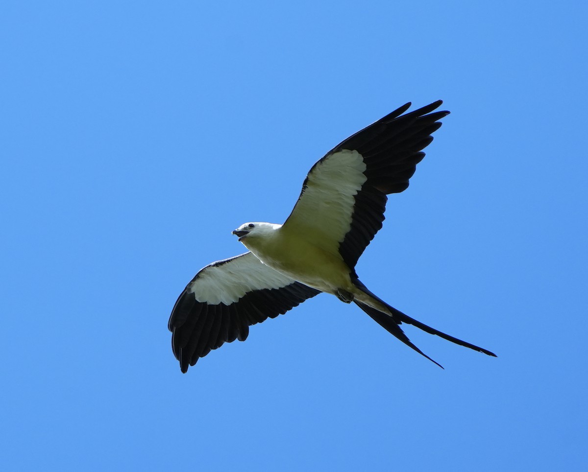 Swallow-tailed Kite - ML620938970