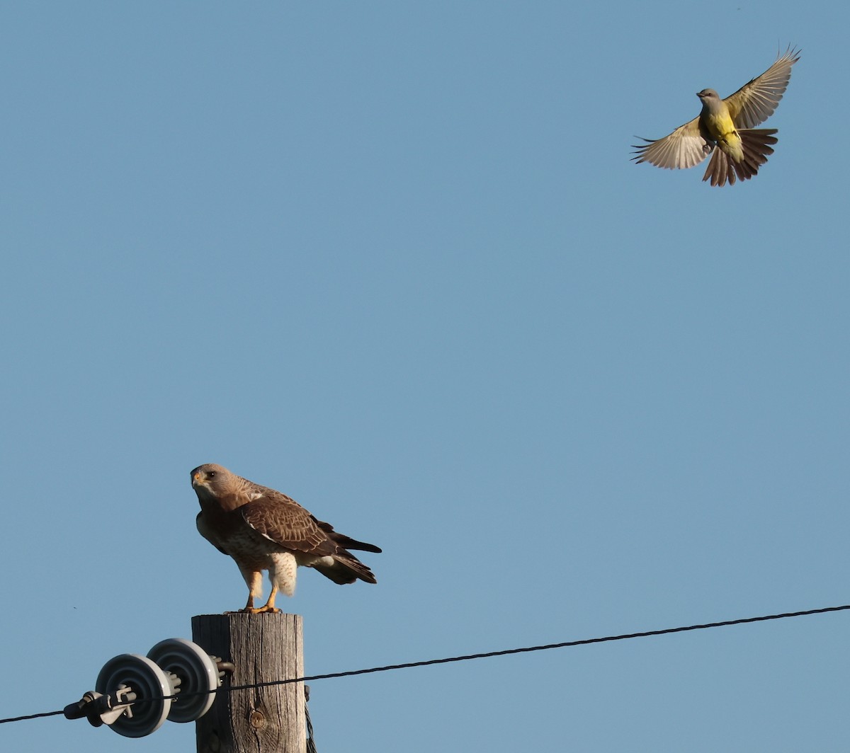 Western Kingbird - ML620938973