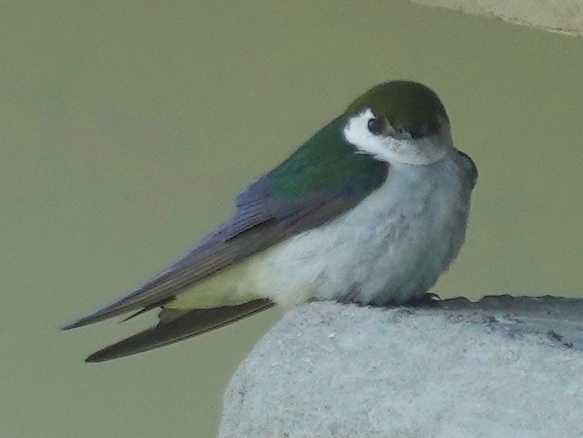 Violet-green Swallow - ML620938974