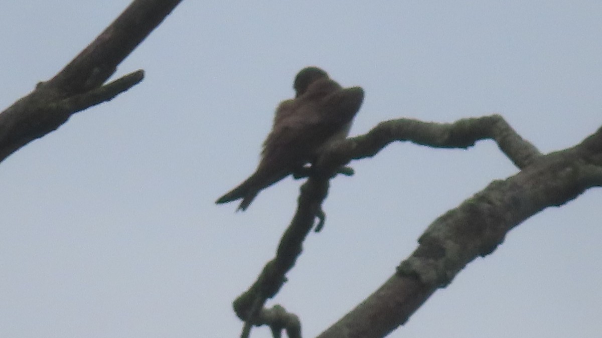 Northern Rough-winged Swallow - ML620938975