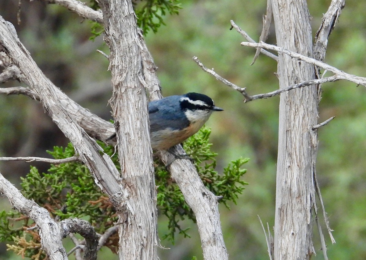 Red-breasted Nuthatch - ML620938978