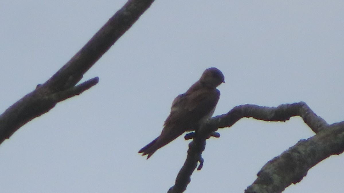 Northern Rough-winged Swallow - ML620938985