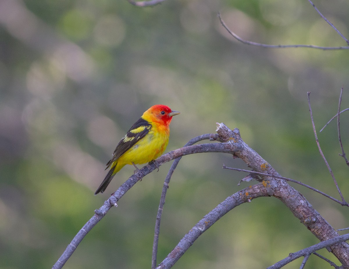 Western Tanager - ML620938986
