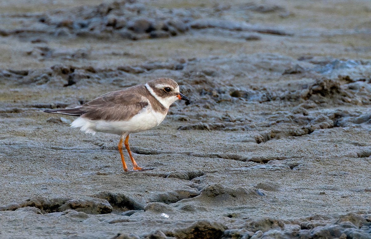 Semipalmated Plover - ML620939011