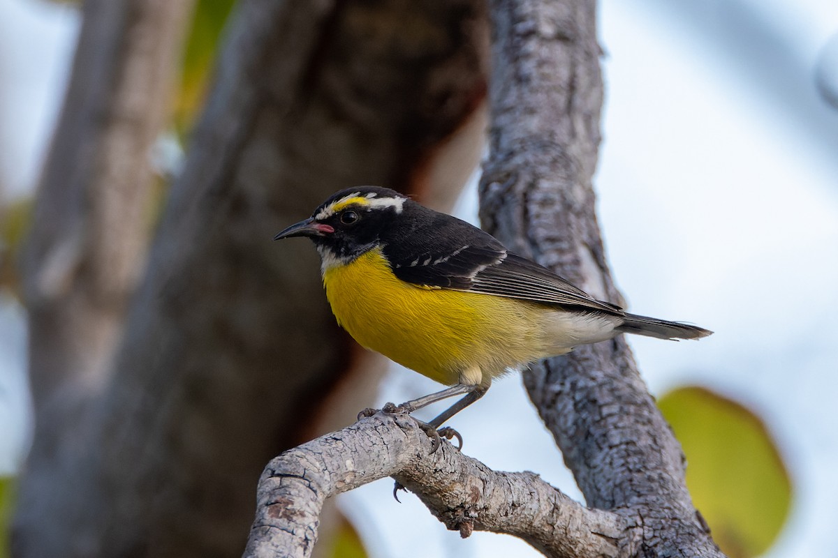 Bananaquit - ML620939042