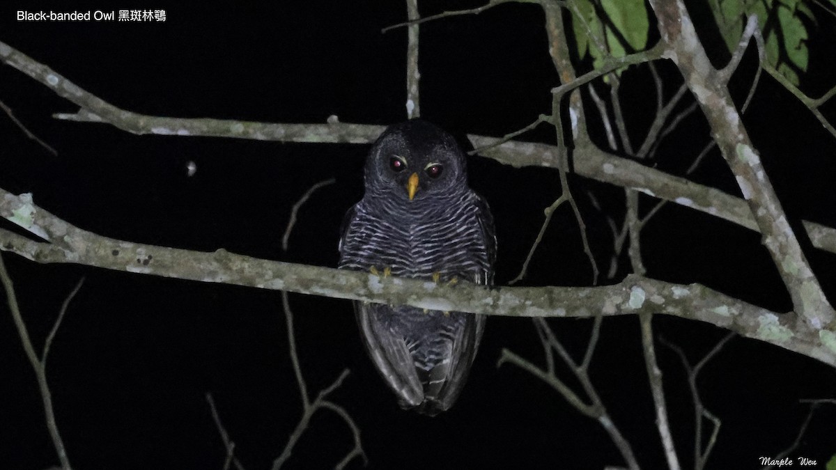 Black-banded Owl - ML620939049