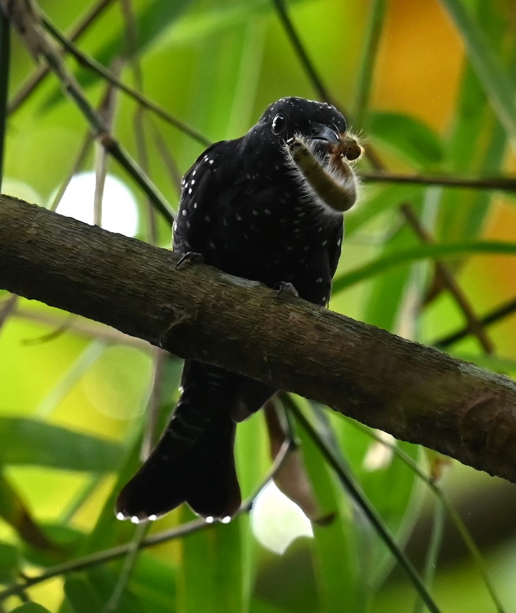 Square-tailed Drongo-Cuckoo - ML620939059
