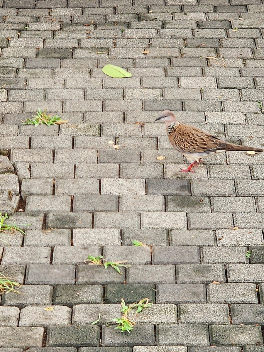 Spotted Dove - ML620939073