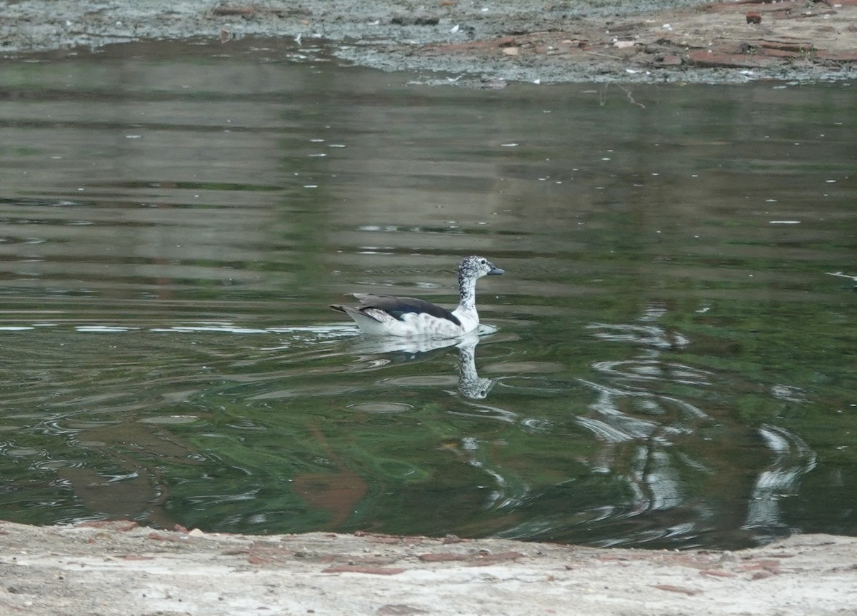 Knob-billed Duck - ML620939106