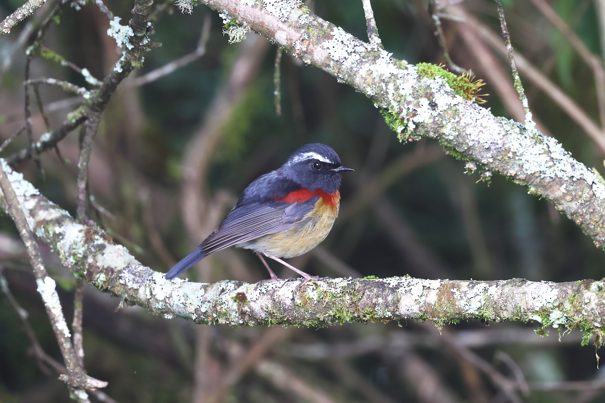 Collared Bush-Robin - ML620939132