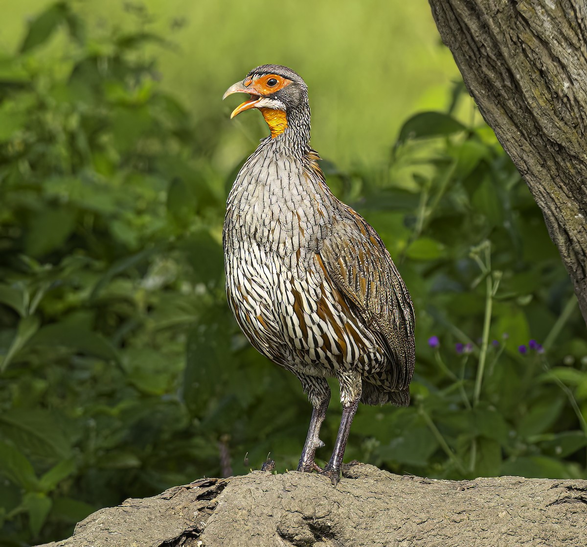Gray-breasted Spurfowl - ML620939133