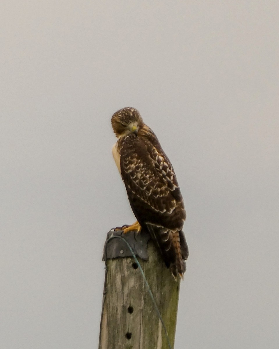 Red-tailed Hawk - ML620939148