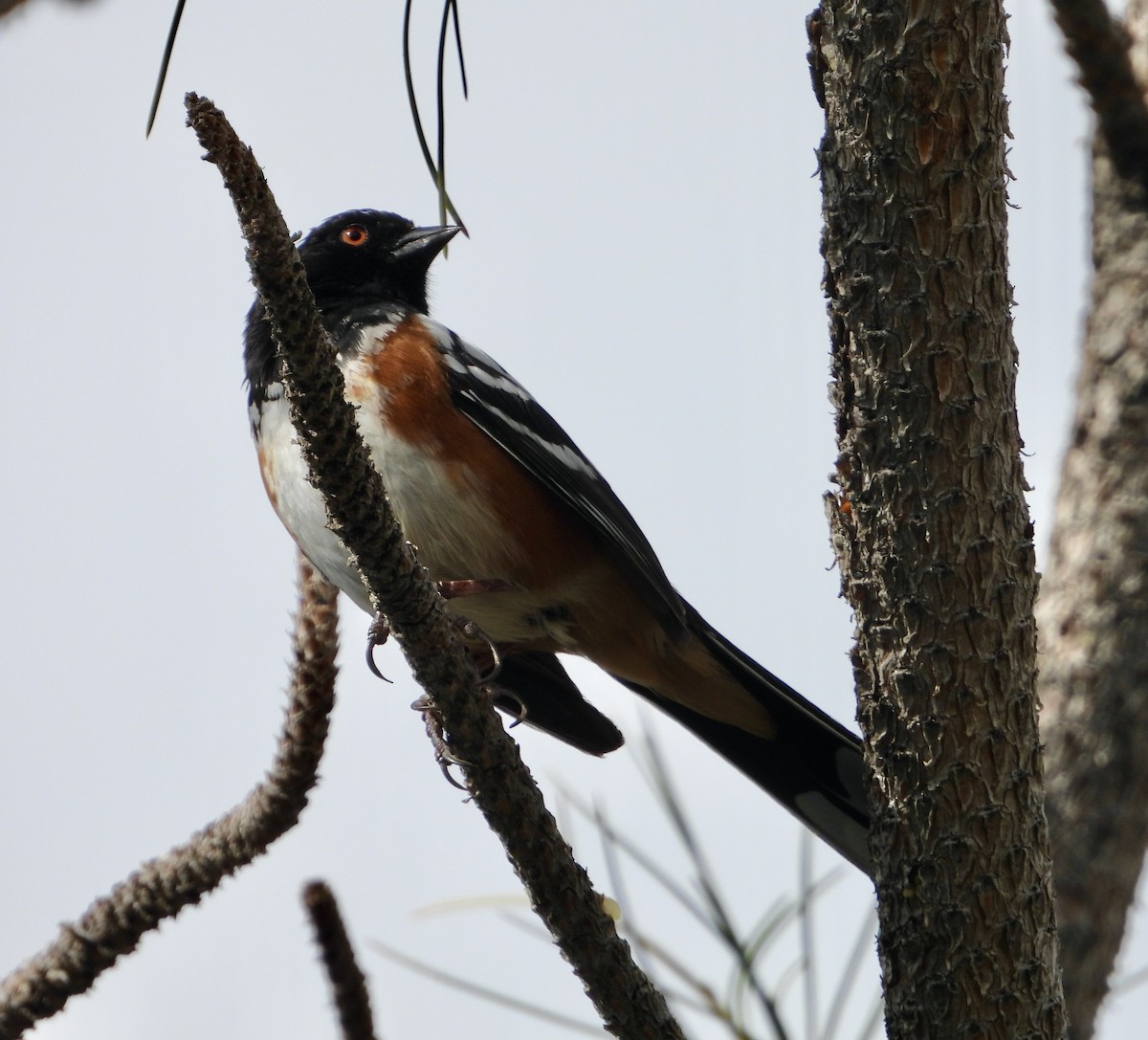 Spotted Towhee - ML620939158