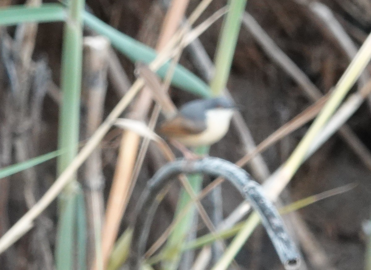 Ashy Prinia - ML620939161