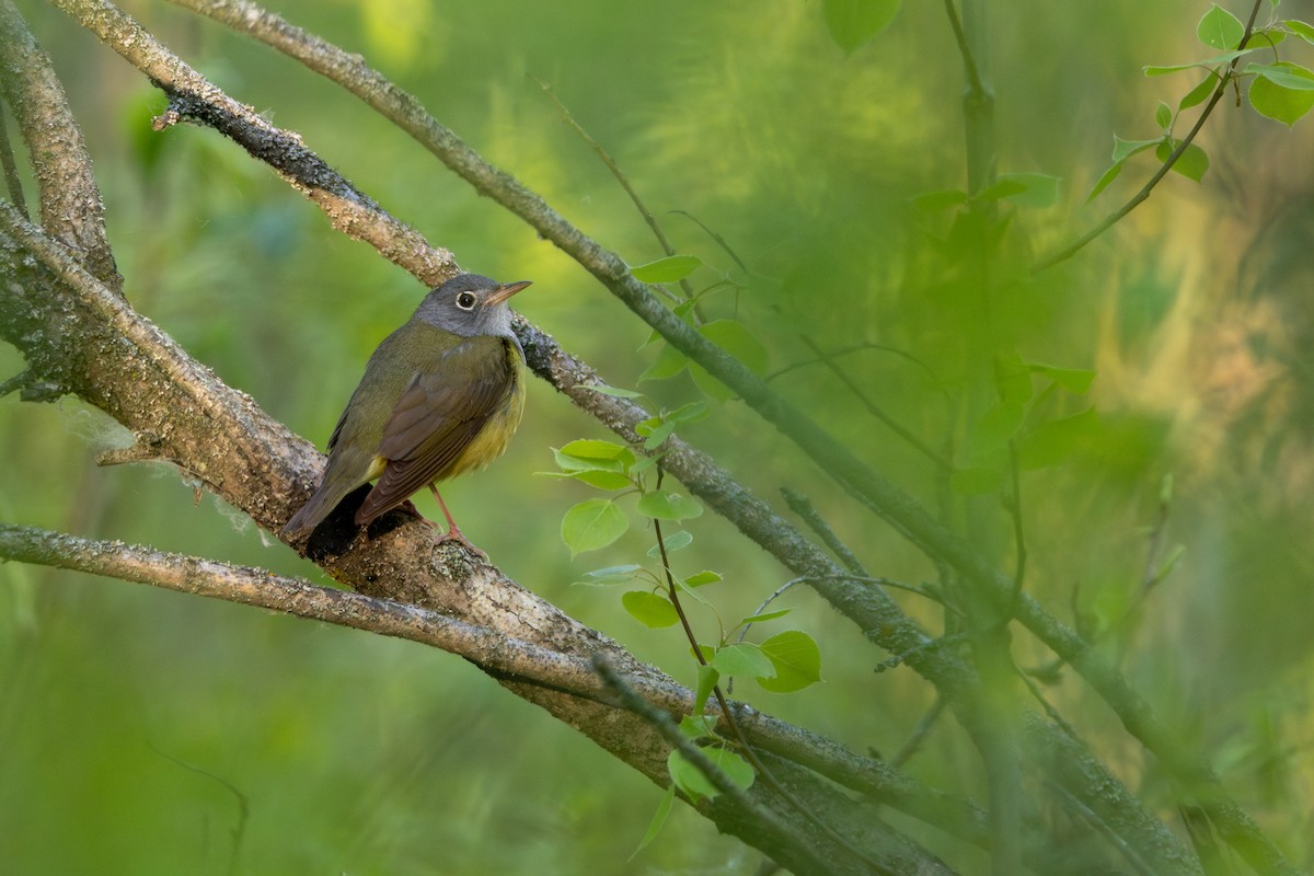 Connecticut Warbler - ML620939168