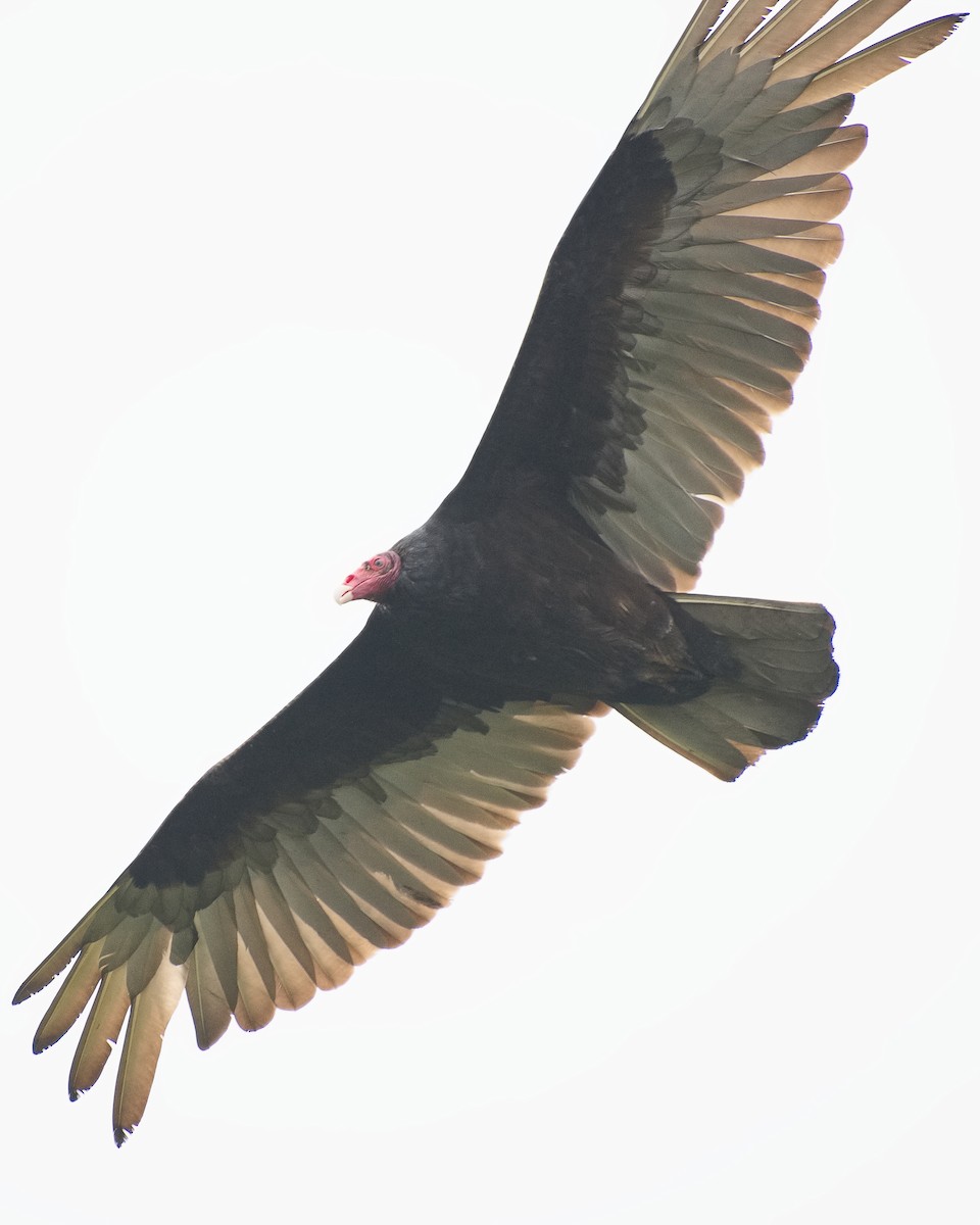 Turkey Vulture - ML620939169