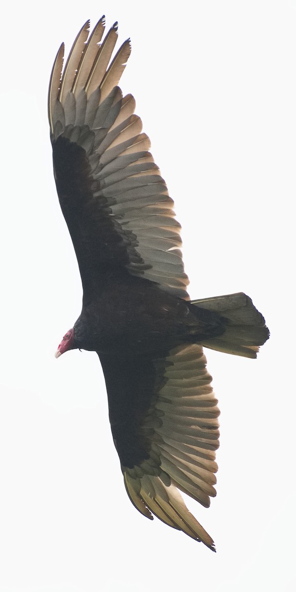 Turkey Vulture - ML620939171