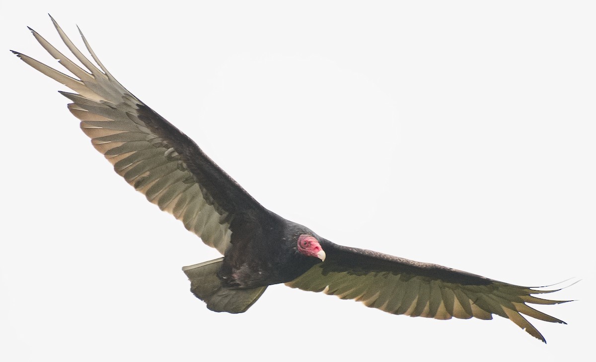 Turkey Vulture - ML620939176