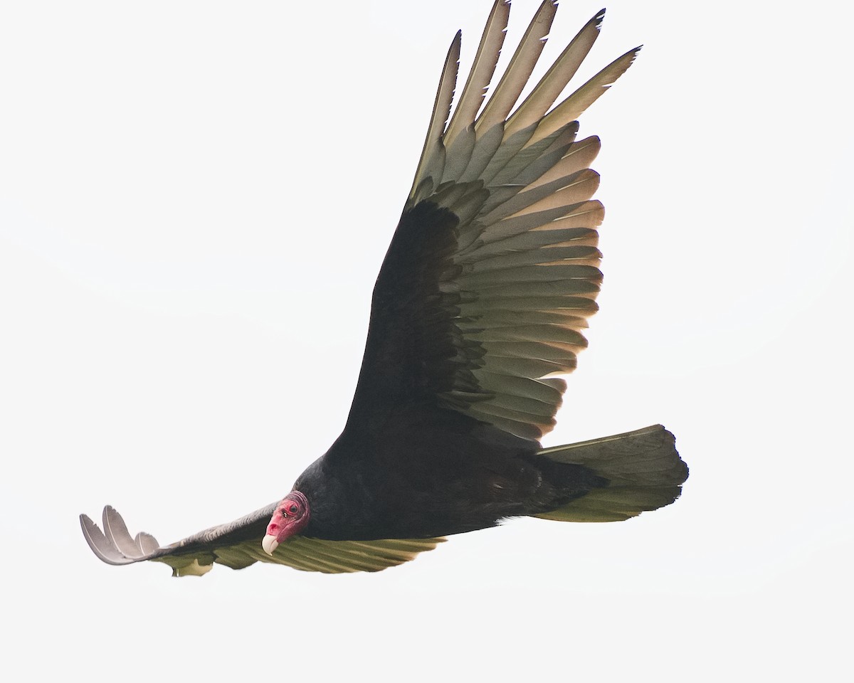 Turkey Vulture - ML620939180