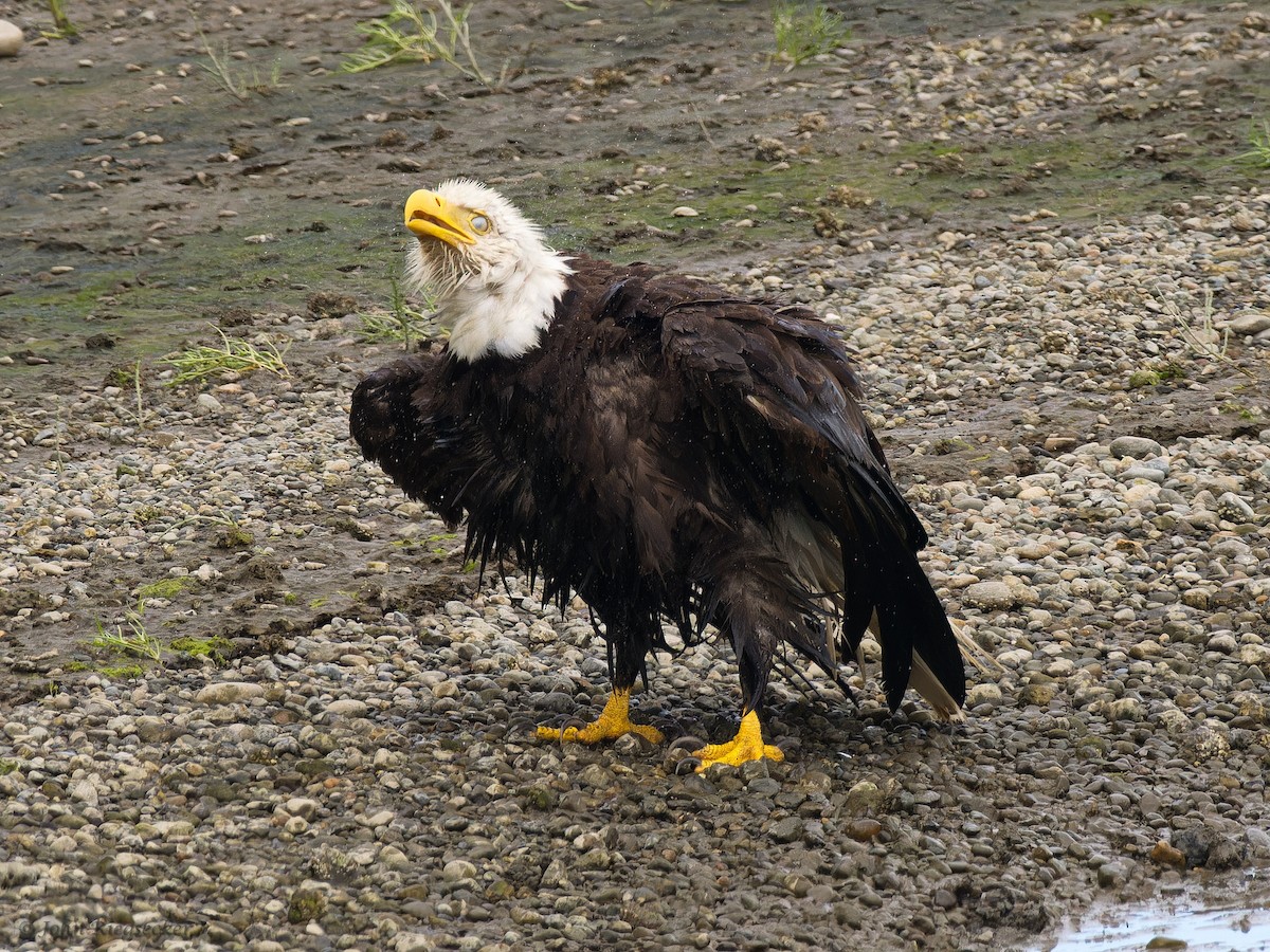 Bald Eagle - ML620939184