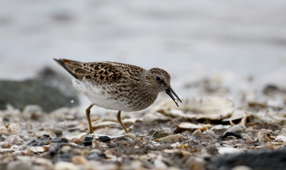 Least Sandpiper - Jay McGowan