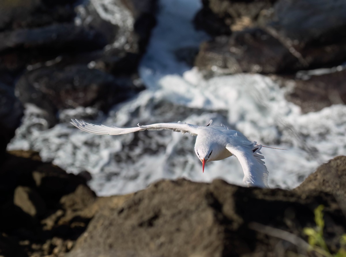 Red-tailed Tropicbird - ML620939239