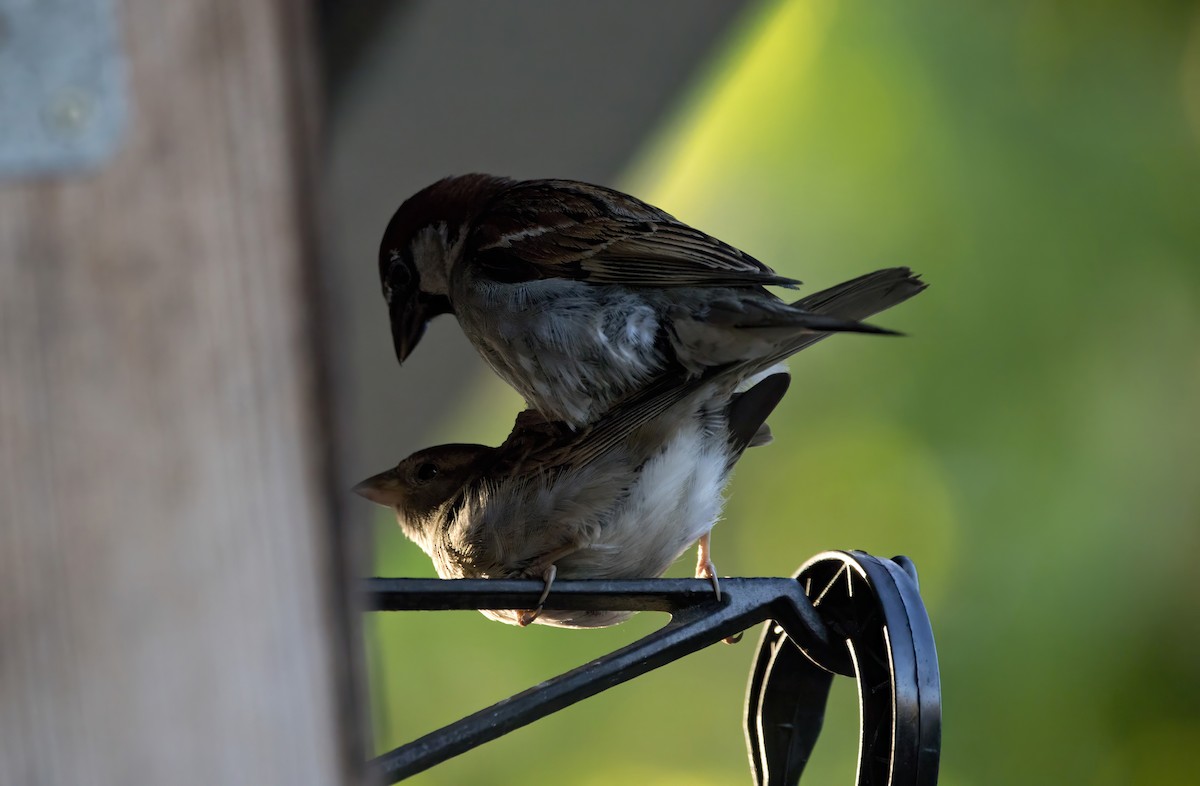 House Sparrow - ML620939240