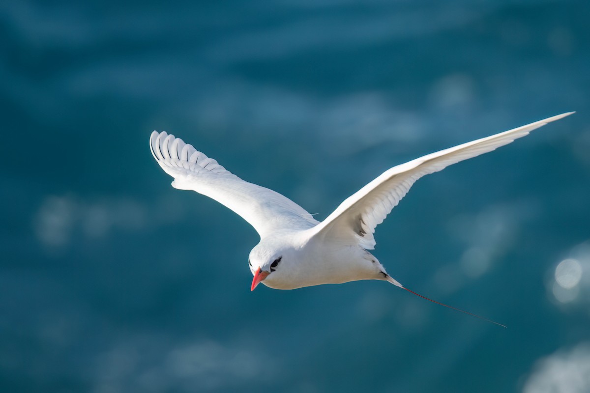 Red-tailed Tropicbird - ML620939241