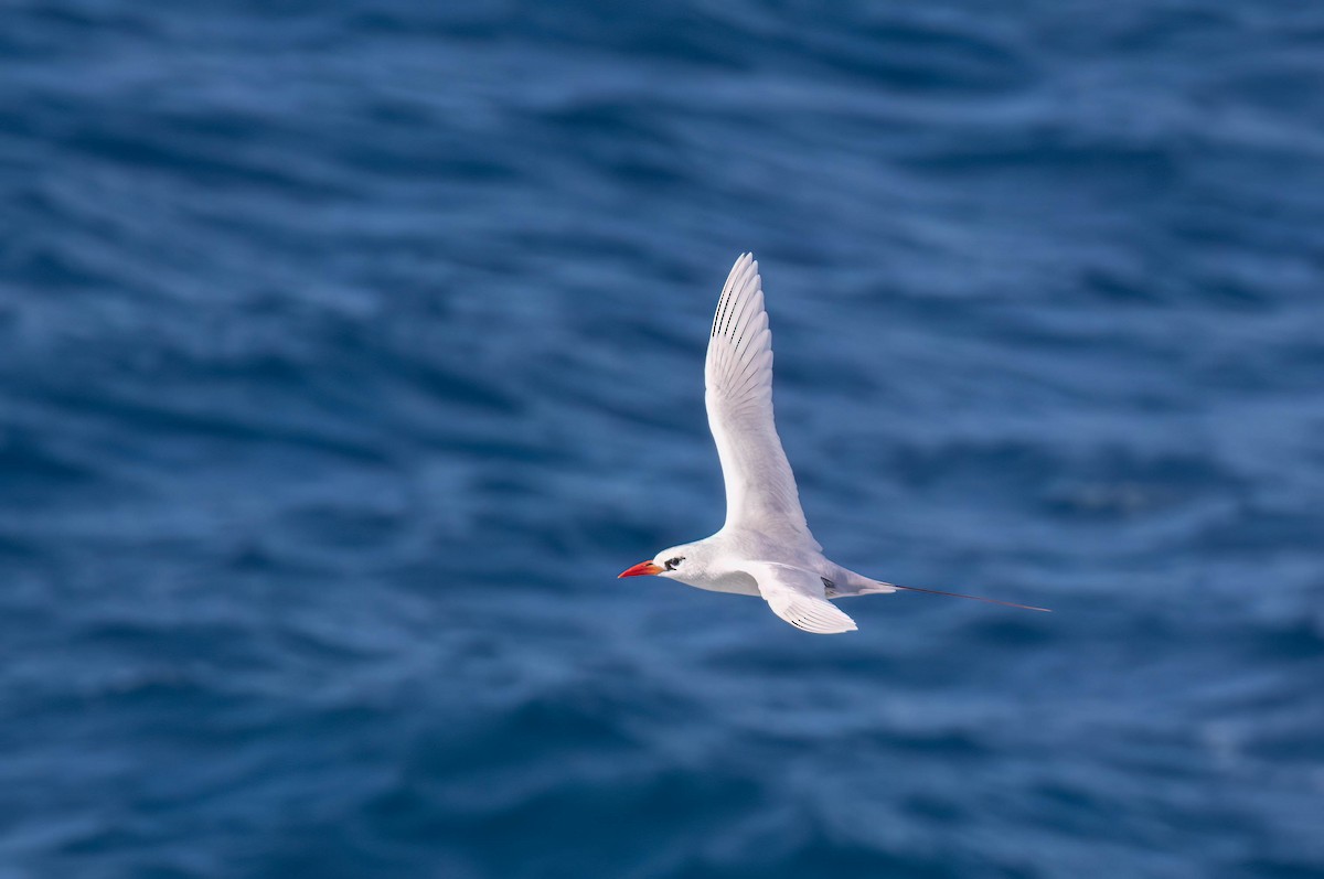 Red-tailed Tropicbird - ML620939242