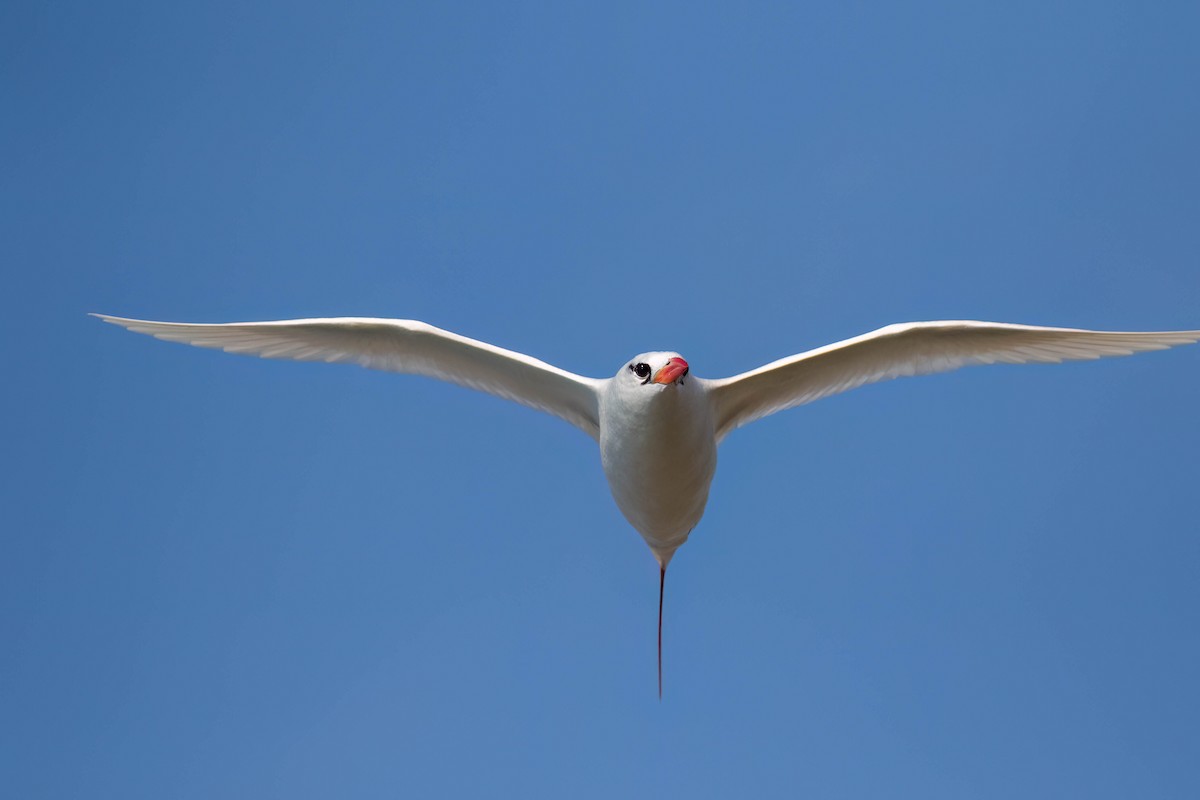 Red-tailed Tropicbird - ML620939243