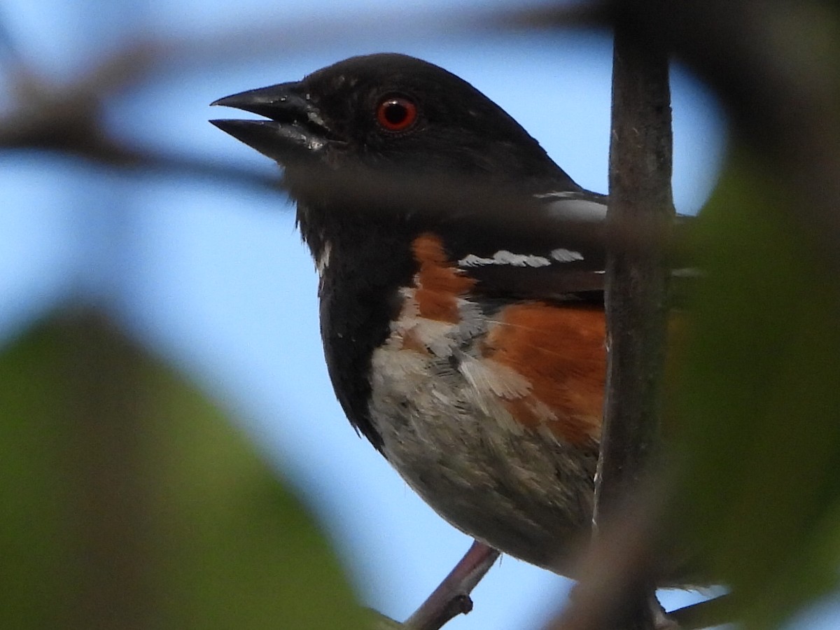 Spotted Towhee - ML620939247